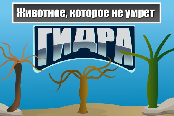 Первая покупка на меге через биткоины