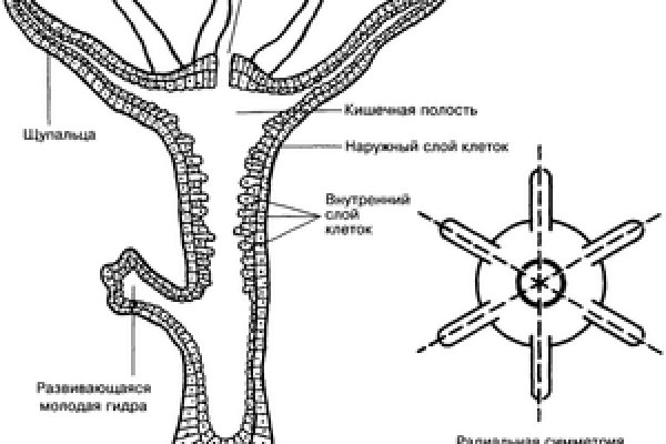 Vk8 at кракен